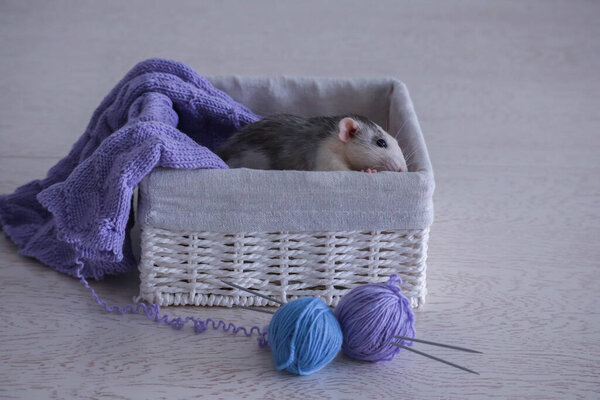 gray and white rat dumbo husky and knitting from blue and purple threads