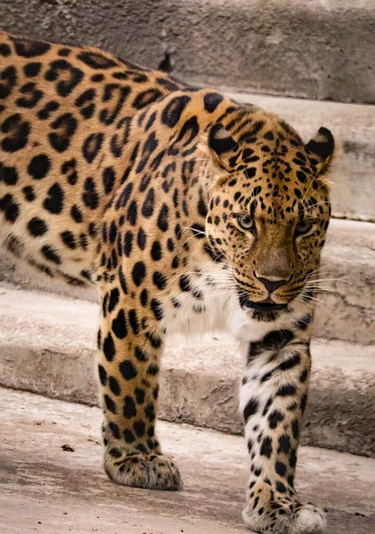 Krásný Skvrnitý Leopard Dravým Vzhledem — Stock fotografie