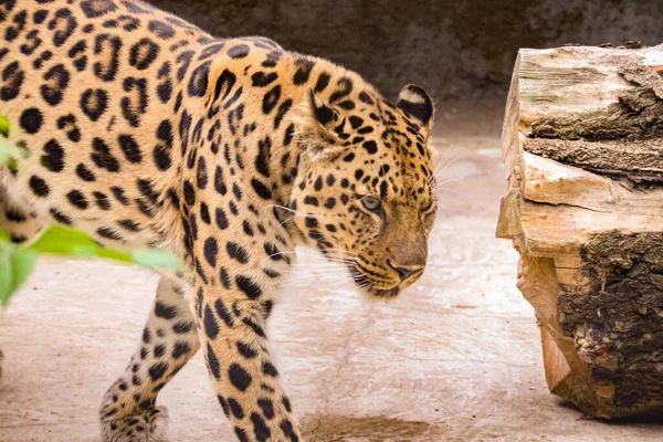 Krásný Skvrnitý Leopard Dravým Vzhledem — Stock fotografie