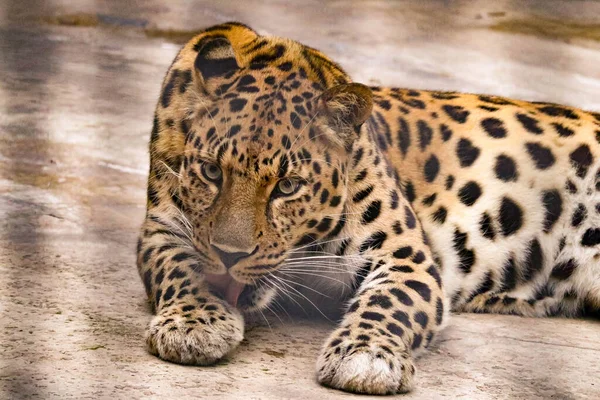 Hermoso Leopardo Manchado Con Aspecto Depredador —  Fotos de Stock
