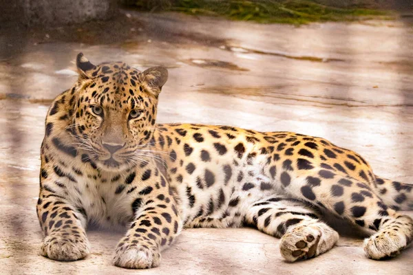 Hermoso Leopardo Manchado Con Aspecto Depredador —  Fotos de Stock