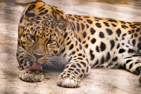 Hermoso Leopardo Manchado Con Aspecto Depredador —  Fotos de Stock