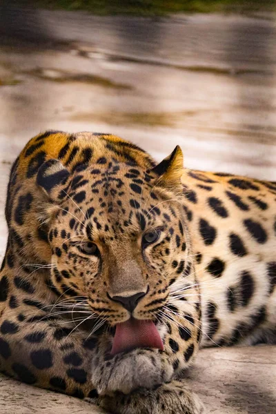 Krásný Skvrnitý Leopard Dravým Vzhledem — Stock fotografie