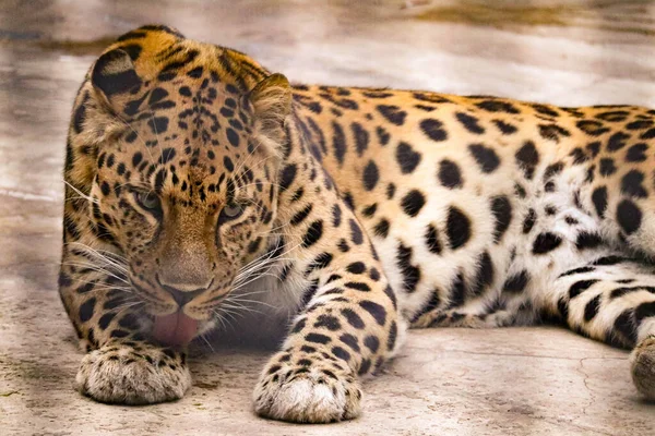 Красивый Пятнистый Леопард Хищным Взглядом — стоковое фото