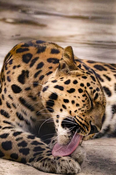 Красивый Пятнистый Леопард Хищным Взглядом — стоковое фото