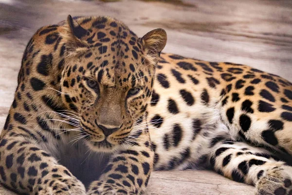 Hermoso Leopardo Manchado Con Aspecto Depredador —  Fotos de Stock