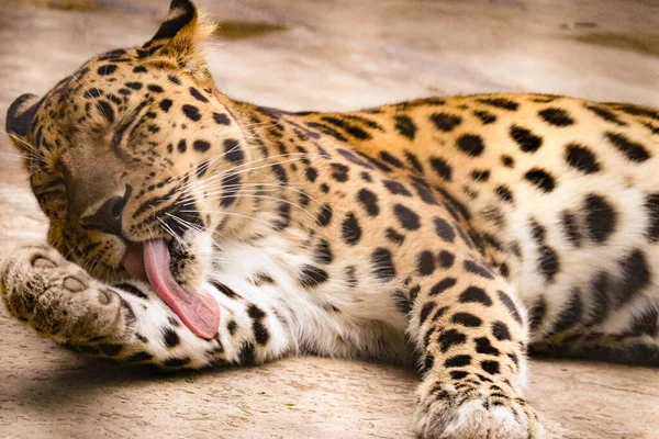 Krásný Skvrnitý Leopard Dravým Vzhledem — Stock fotografie
