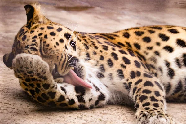 Güzel benekli leopar yırtıcı bakışlı