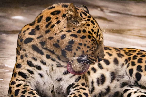 Krásný Skvrnitý Leopard Dravým Vzhledem — Stock fotografie