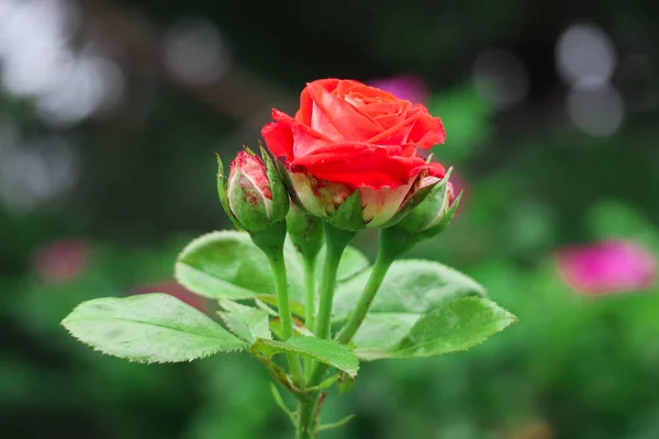 Hermosa Rosa Roja Con Fondo Bokeh — Foto de Stock