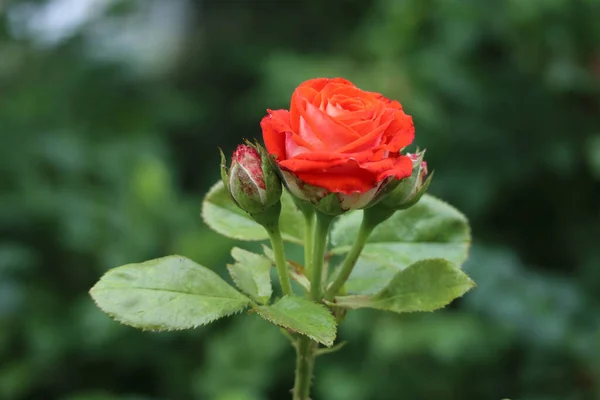 Hermosa Rosa Roja Con Fondo Bokeh — Foto de Stock