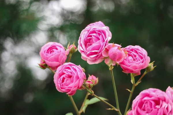 Hermoso Arbusto Rosas Rosadas Con Fondo Bokeh — Foto de Stock