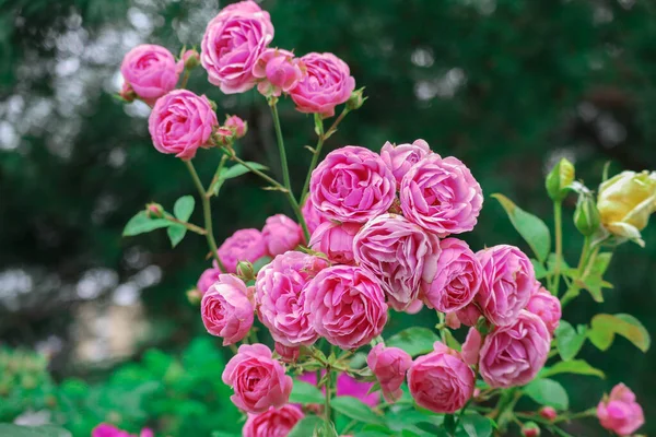 Arbusto Bonito Rosas Rosa Com Fundo Bokeh — Fotografia de Stock