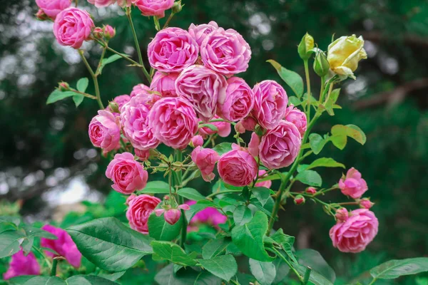 Hermoso Arbusto Rosas Rosadas Con Fondo Bokeh — Foto de Stock