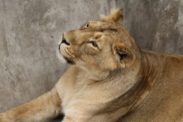 Schöne Wilde Löwin Der Nähe Schlafen — Stockfoto