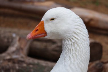 Makro, turuncu gagayla yaklaşırken vuruldu.