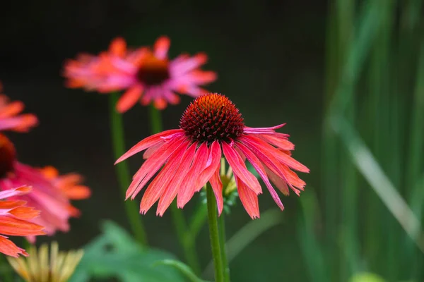 Macro Shot Red Vivid Flowers Green Background — Stock Photo, Image