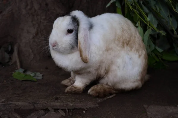 white brown rabbit runs away into his hole