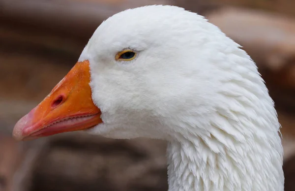 Makroschuss Kopf Aus Nächster Nähe Mit Orangefarbenem Schnabel — Stockfoto