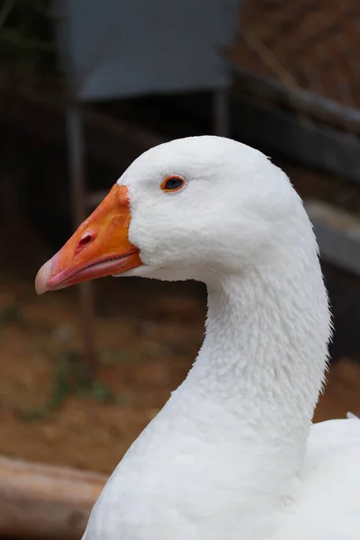 Makro Střela Hlava Kráčející Zblízka Oranžovým Zobákem — Stock fotografie