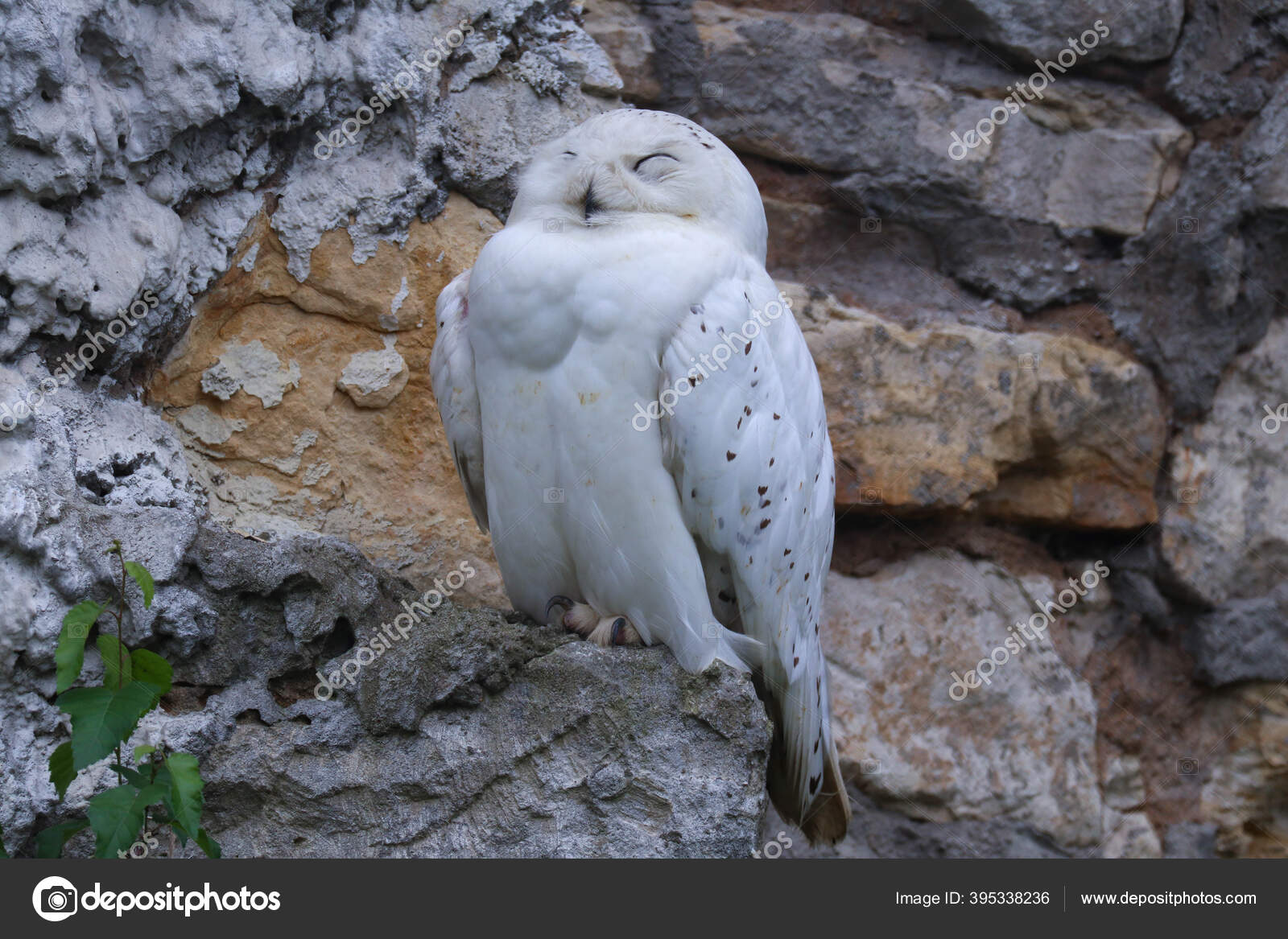 白い雪のフクロウは岩の上に座って目を細める ストック写真 C Grace800