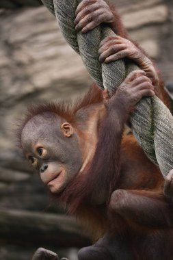 Küçük orangutan maymun bebek. Yaklaş.