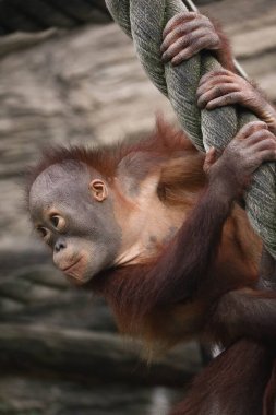 Küçük orangutan maymun bebek. Yaklaş.