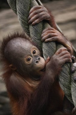 Küçük orangutan maymun bebek. Yaklaş.