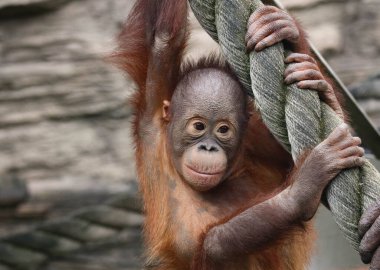 Küçük orangutan maymun bebek. Yaklaş.
