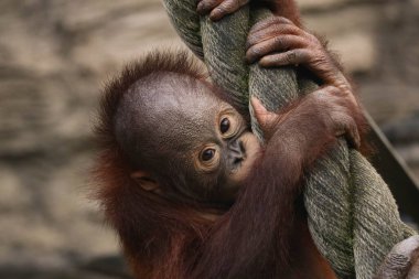 Küçük orangutan maymun bebek. Yaklaş.
