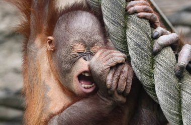 Küçük orangutan maymun bebek. Yaklaş.