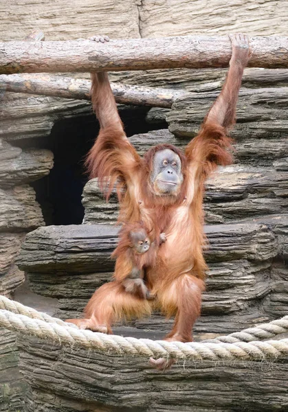 Primo Piano Tra Mamma Scimmietta Orango Una Famiglia Scimmie — Foto Stock