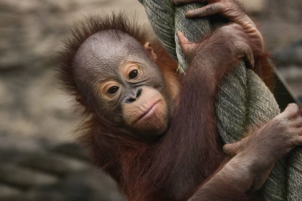 Küçük orangutan maymun bebek. Yaklaş.