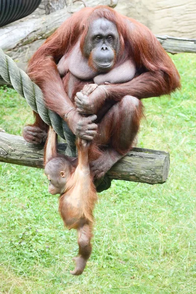 Mamãe Pequeno Macaco Orangotango Close Uma Família Macacos — Fotografia de Stock