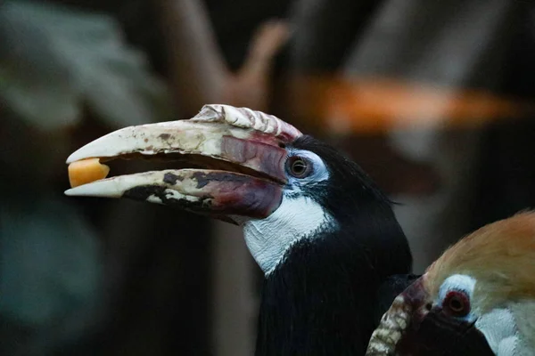 Une Espèce Rare Oiseau Rhinocéros Aux Beaux Yeux Assis Sur — Photo