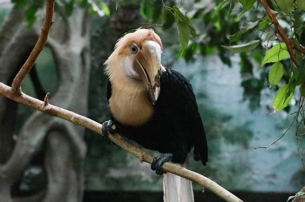 木の枝に座って 美しい目を持つサイの鳥の珍しい種 — ストック写真