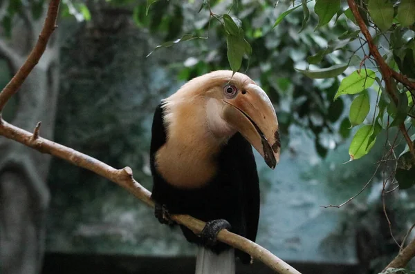 木の枝に座って 美しい目を持つサイの鳥の珍しい種 — ストック写真