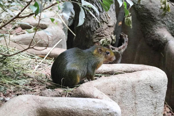 A small animal that looks like a rat. Punchana.