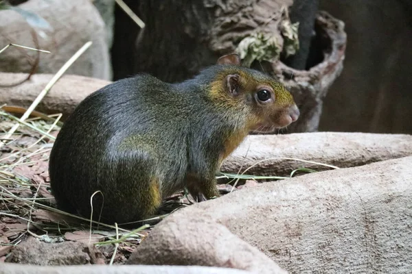 A small animal that looks like a rat. Punchana.