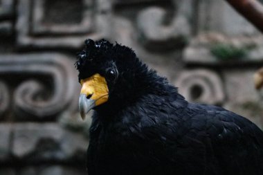 Büyük parlak turuncu gagalı bir kuş bir dala oturur.