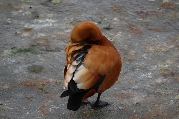 Canard Oiseau Brossant Ses Plumes — Photo