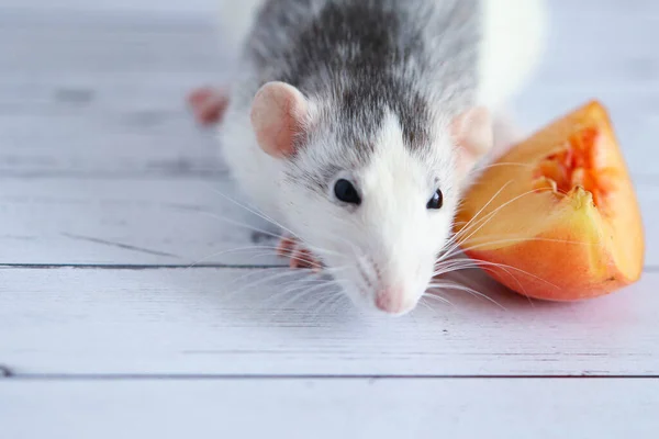 Ratto Bianco Nero Mangia Succosa Pesca Dolce Saporita — Foto Stock