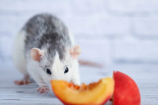 Black White Rat Eats Juicy Sweet Tasty Peach — Stock Photo, Image