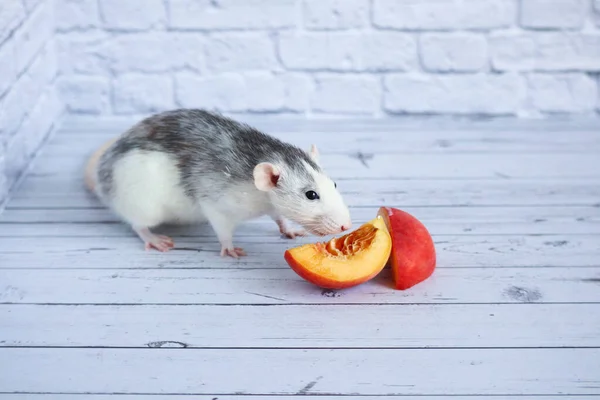 Black White Rat Eats Juicy Sweet Tasty Peach — Stock Photo, Image