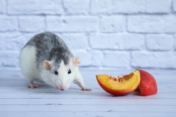 Black White Rat Eats Juicy Sweet Tasty Peach — Stock Photo, Image