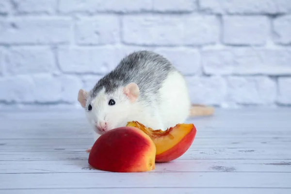 Black White Rat Eats Juicy Sweet Tasty Peach — Stock Photo, Image