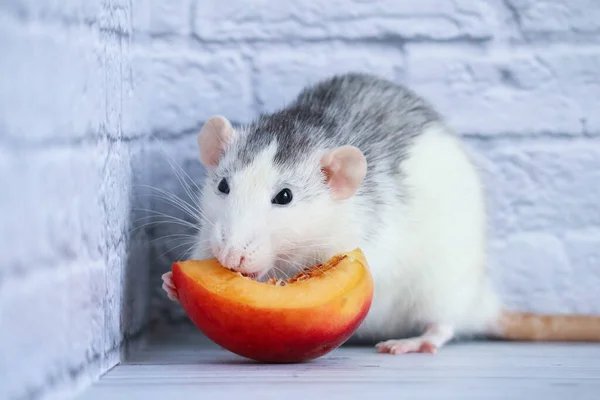 Black White Rat Eats Juicy Sweet Tasty Peach — Stock Photo, Image