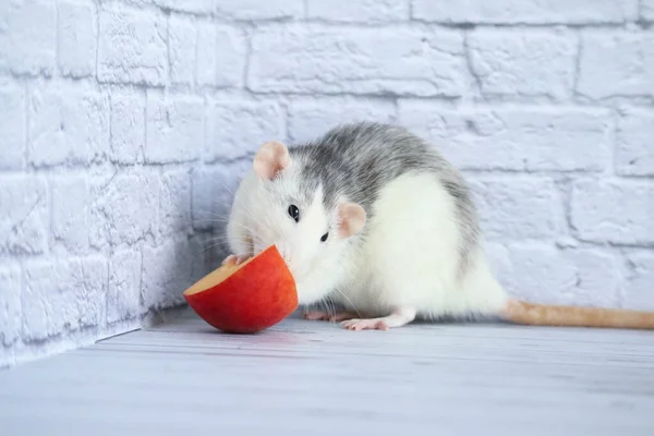 Zwart Witte Rat Eet Sappige Zoete Smakelijke Perzik — Stockfoto