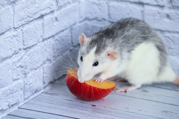 Μαύρο Και Άσπρο Ποντίκι Τρώει Ζουμερό Γλυκό Και Νόστιμο Ροδάκινο — Φωτογραφία Αρχείου