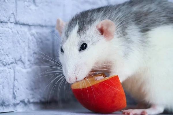 Ratto Bianco Nero Mangia Succosa Pesca Dolce Saporita — Foto Stock